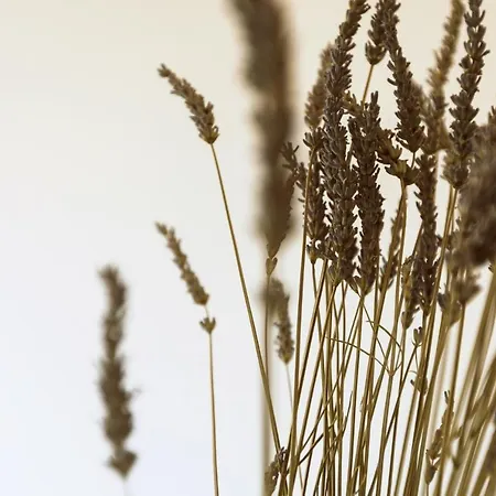 Entire House In The Center Of - Free Parking - Dragon Garden Pavilion Alloggio in famiglia *