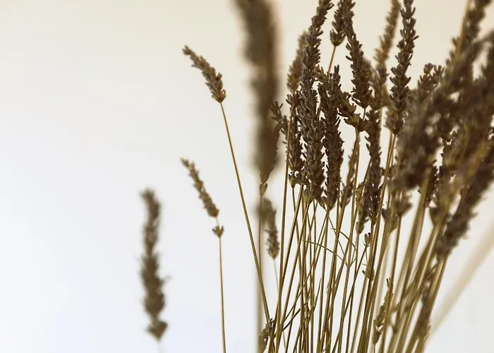 Entire House In The Center Of - Free Parking - Dragon Garden Pavilion Homestay *